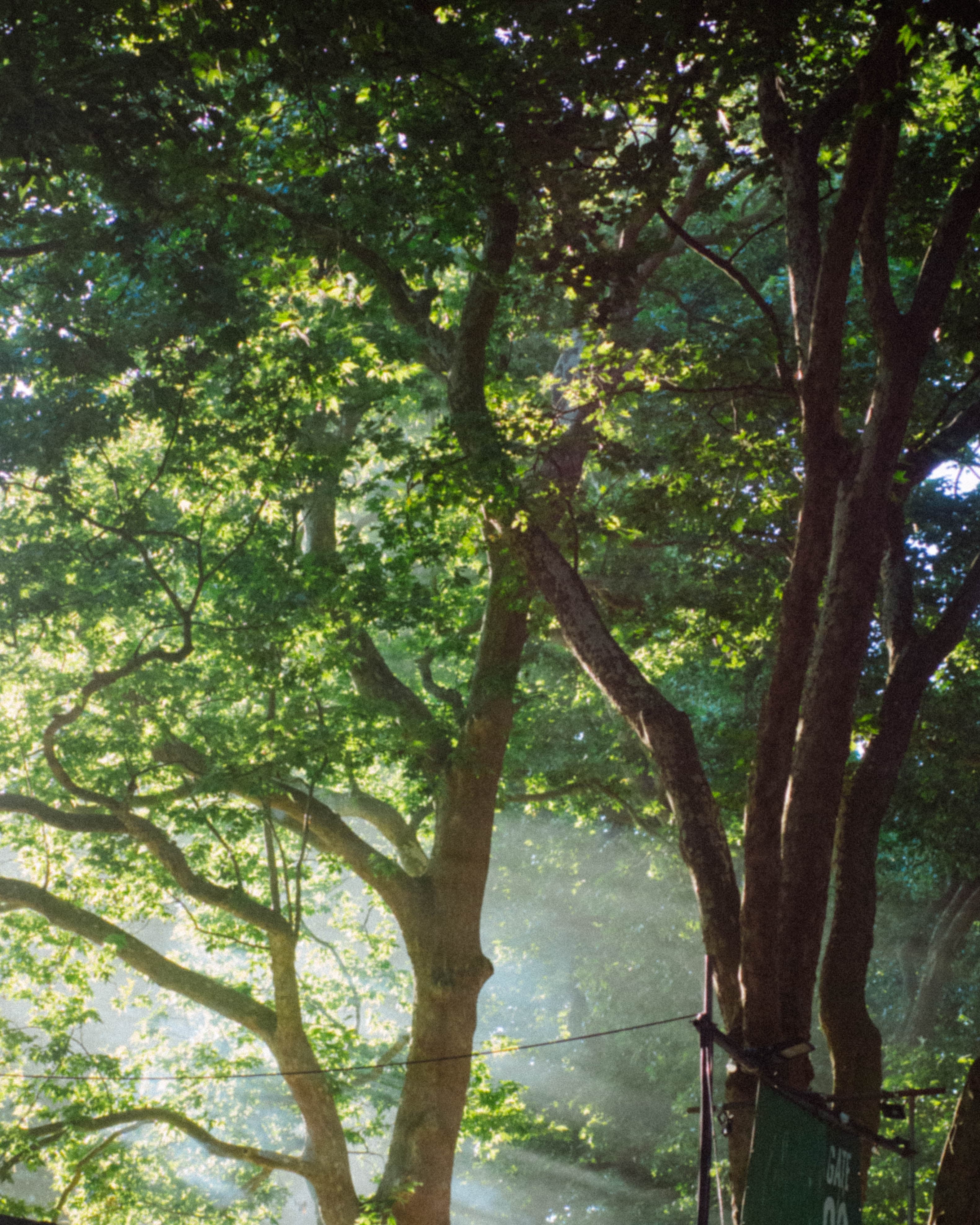 Trees with light rays filtering through canopy